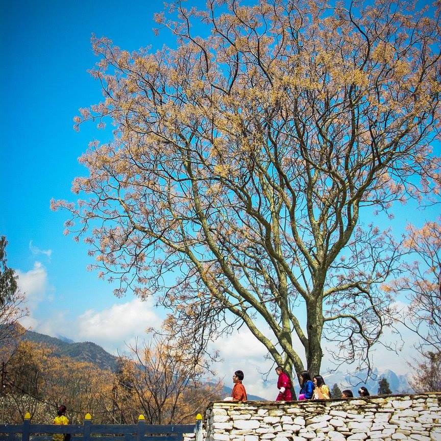 13063268_1198669900145504_5247853505077704503_o